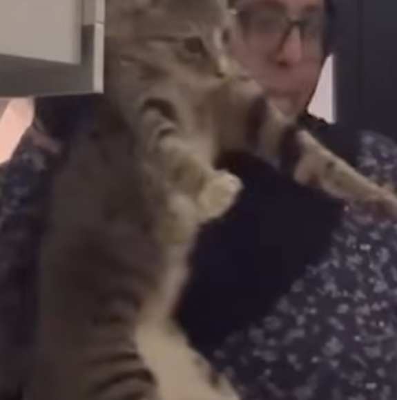 猫 救助