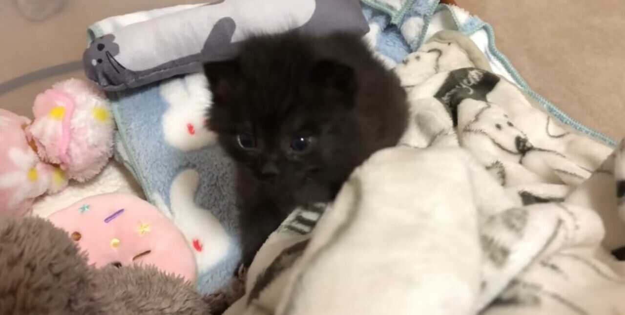 子猫 黒猫