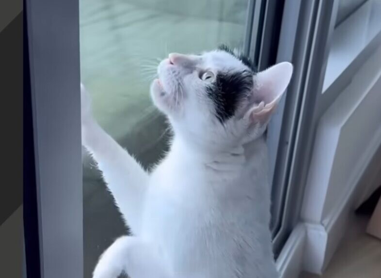 子猫 獣医師