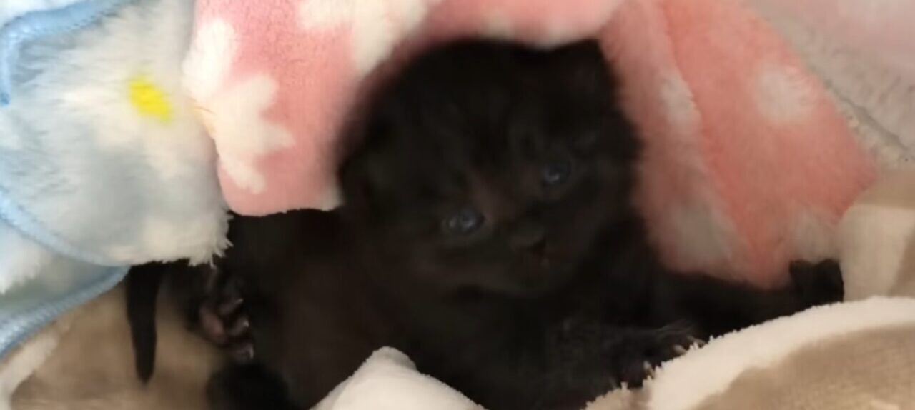 子猫 黒猫