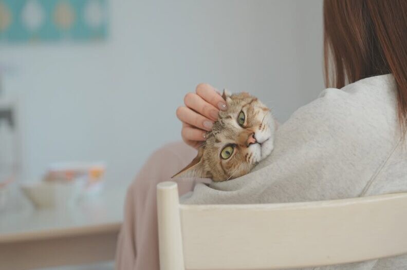 保護猫 てんちゃん