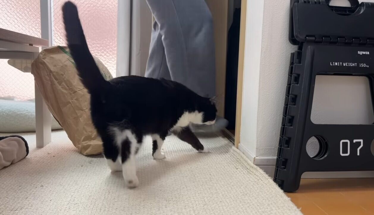 うこまチャンネル まめちゃん