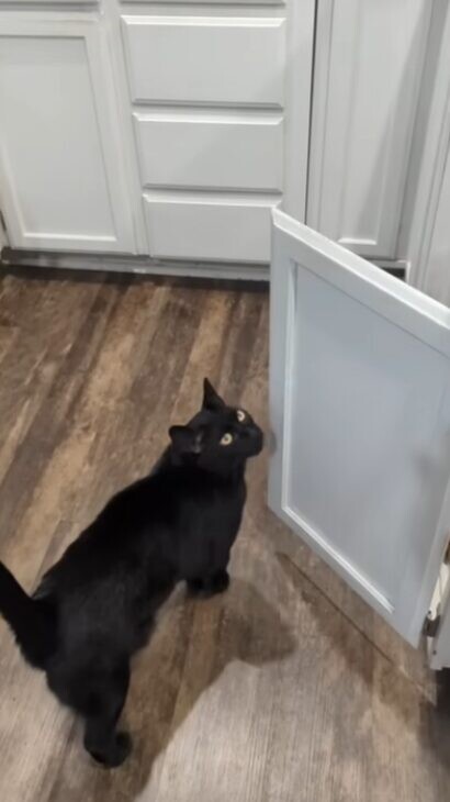 天才猫 保護猫