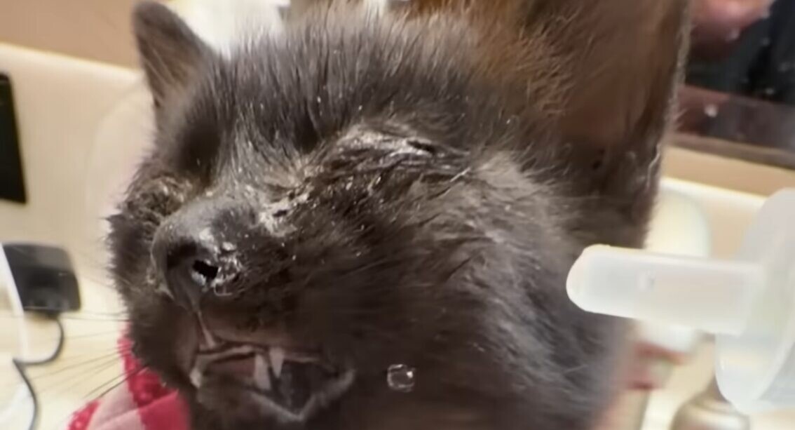 タラさん 黒猫
