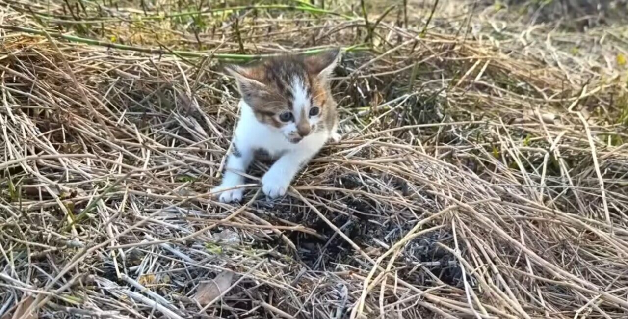 ラブラドール・レトリバー 子猫