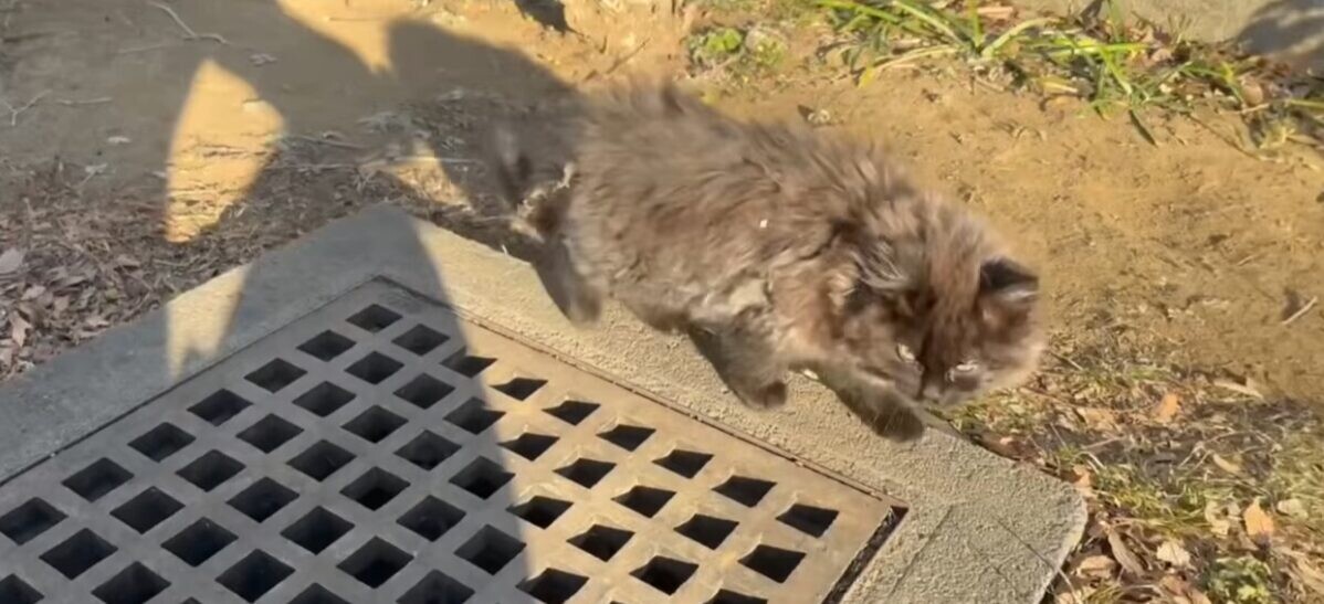 公園 保護猫