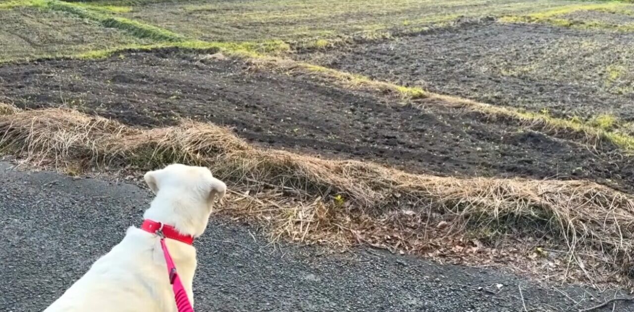 ラブラドール・レトリバー 子猫