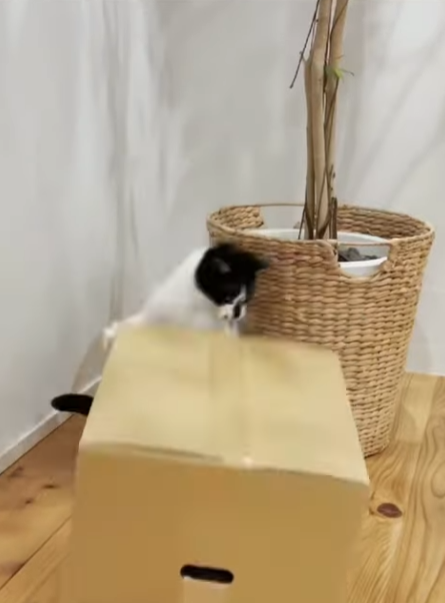 段ボール 猫