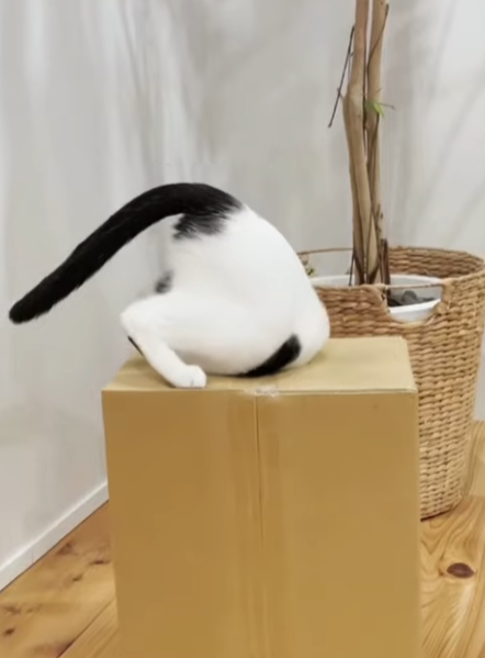 段ボール 猫