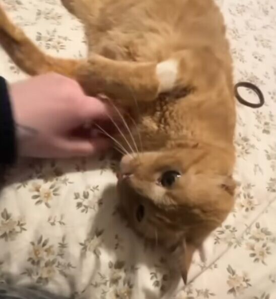 シニア猫 保護