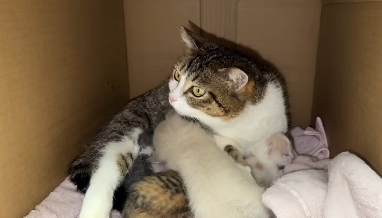 生まれたての子猫 保護