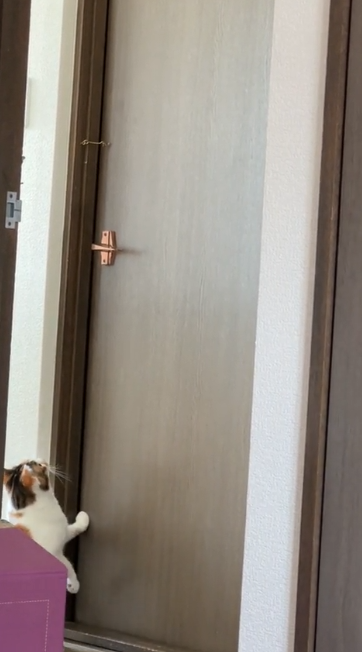 猫 ドア開け