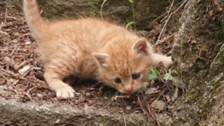 こたつくん　保護