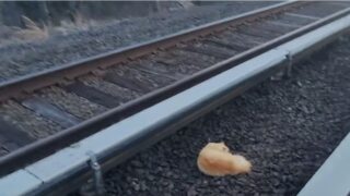 電車　猫