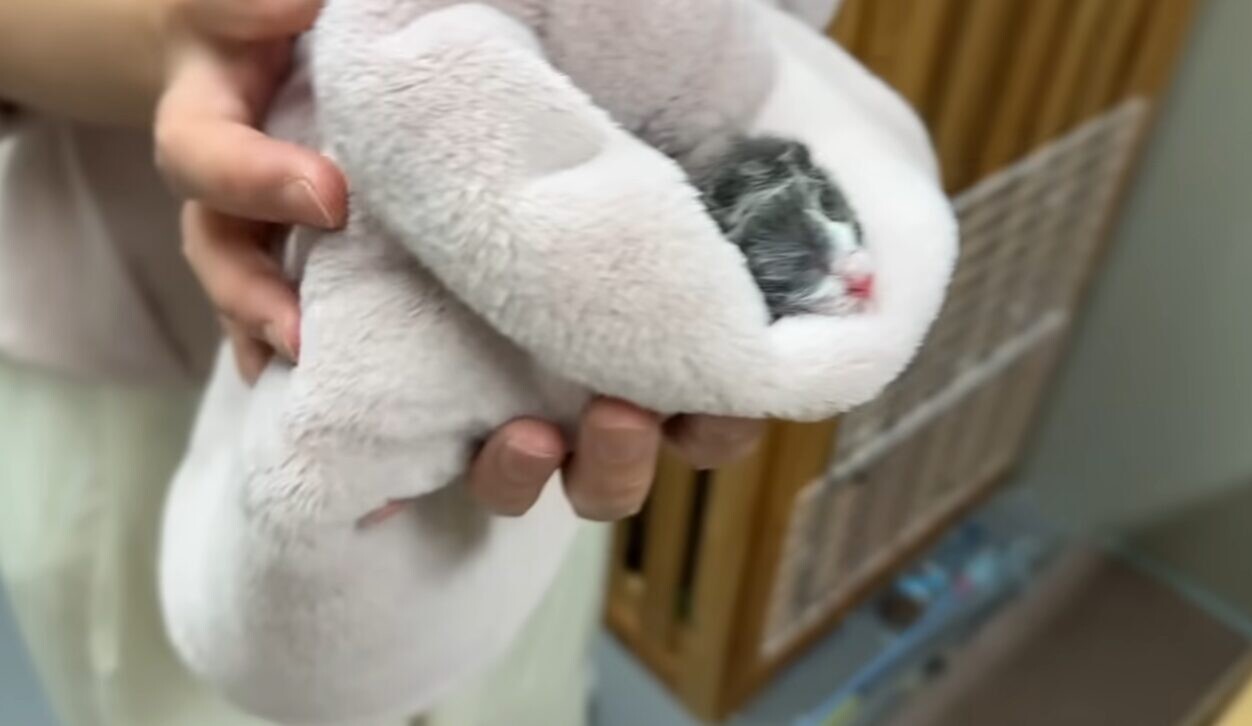 生まれたての子猫 保護