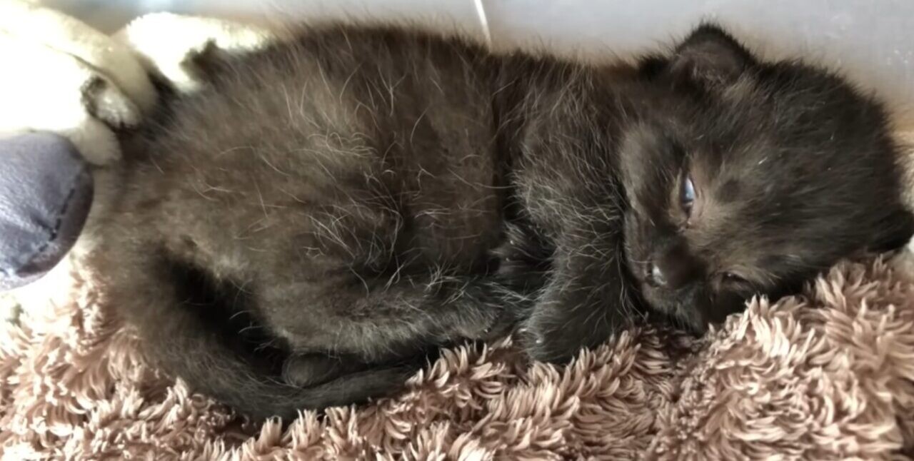 子猫 黒猫