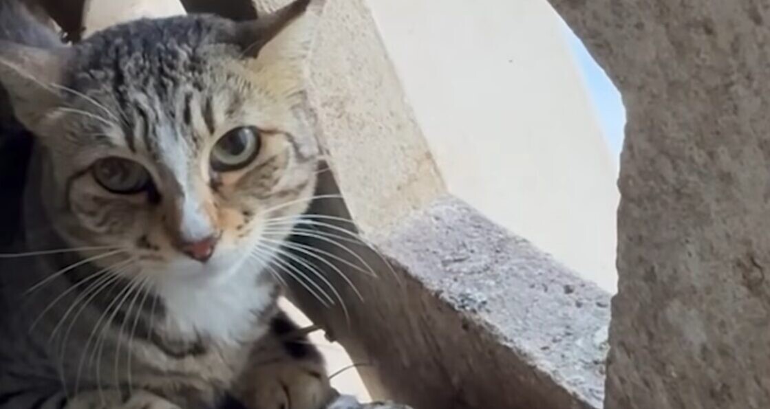 猫 救助