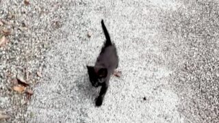 タラさん　黒猫