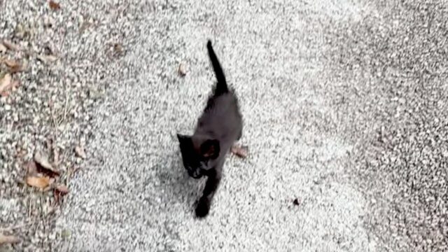 タラさん　黒猫
