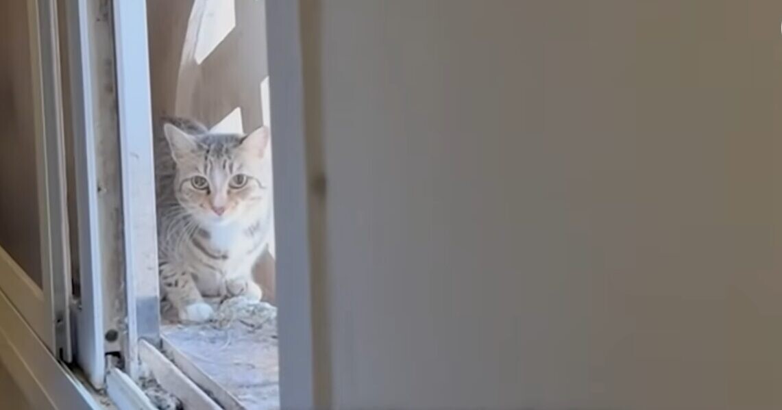 猫 救助