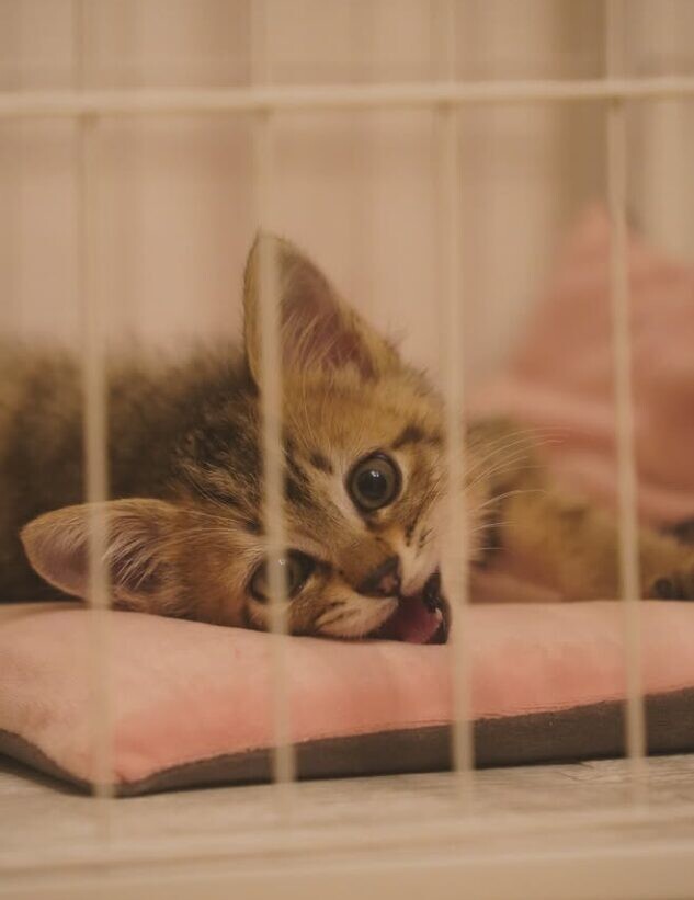 保護猫 てんちゃん