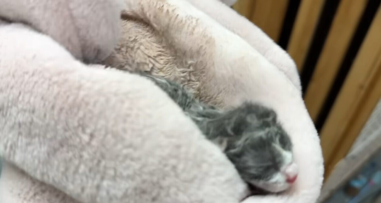 生まれたての子猫 保護