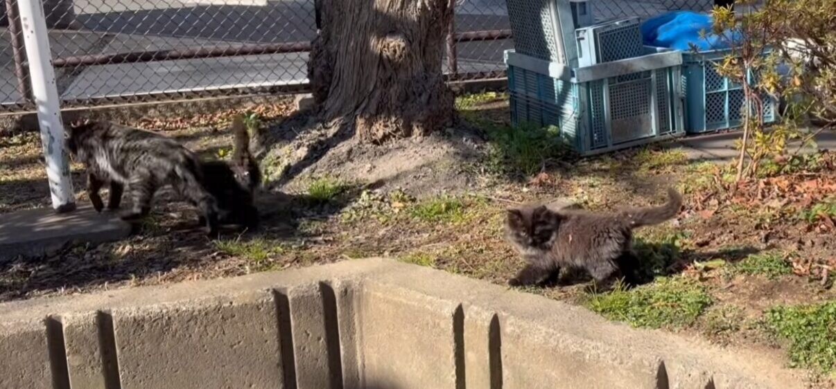 公園 保護猫