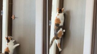 猫　ドア開け