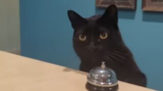 天才猫　保護猫