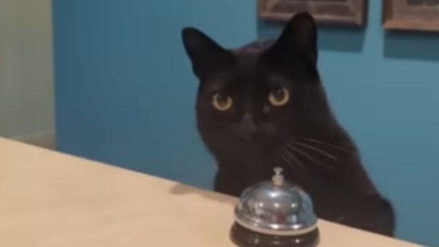 天才猫　保護猫