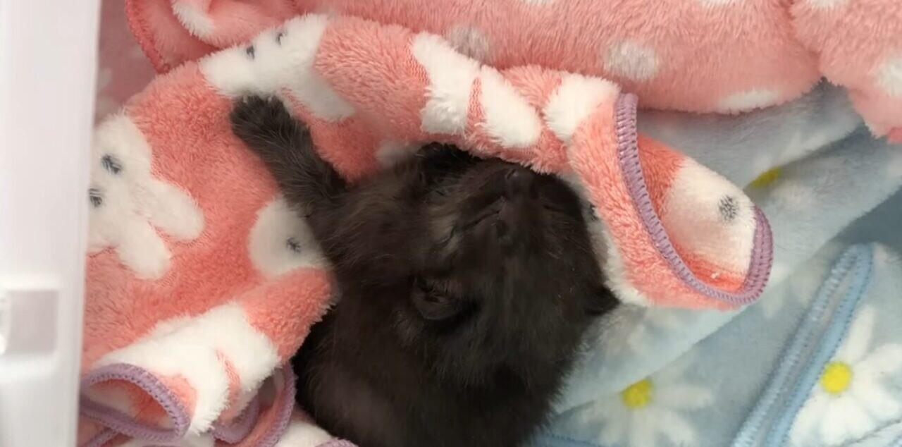 子猫 黒猫