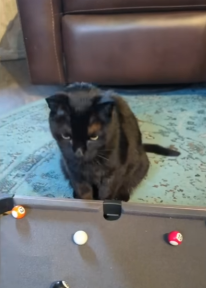 天才猫 保護猫