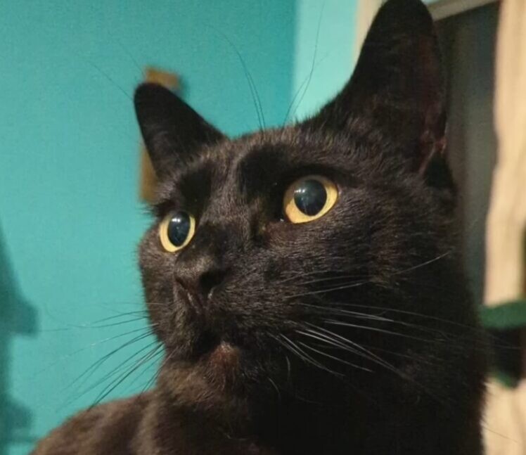 天才猫 保護猫