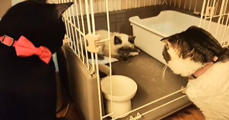 子猫 保護