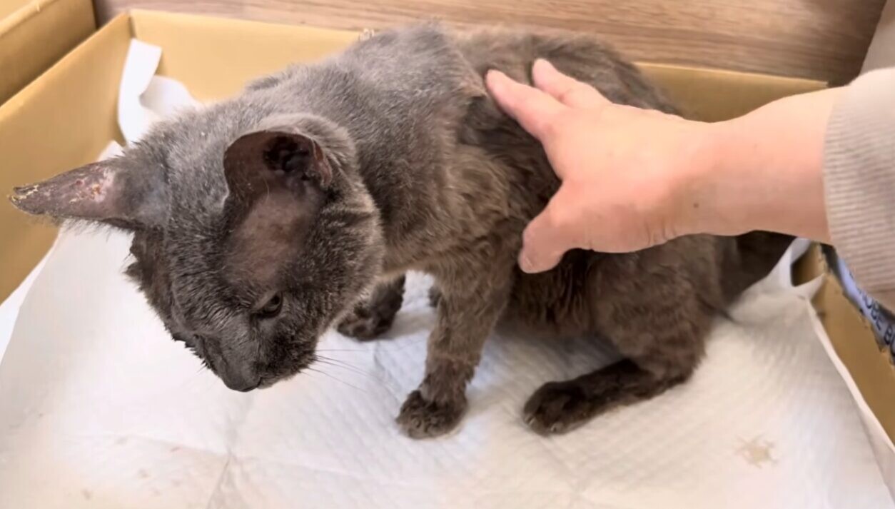 はーちゃんねる ぐれこちゃん