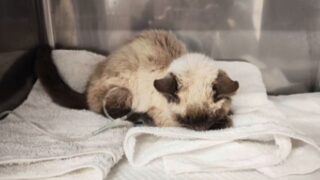 子猫　保護