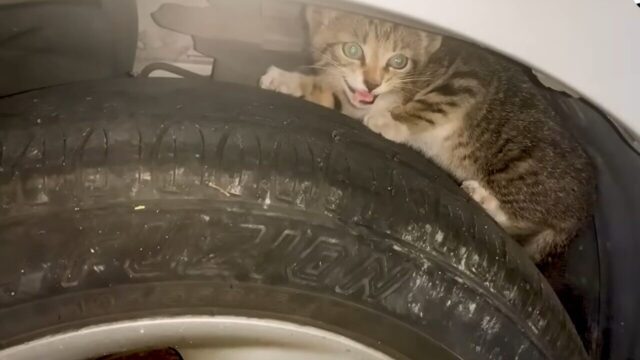 車のエンジンルームに子猫…救出が難航する中現れた若い女性の行動がオトコマエすぎる！