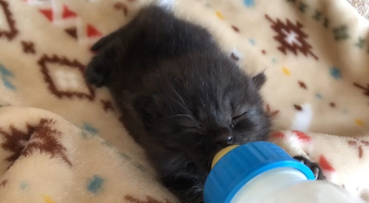 子猫 黒猫