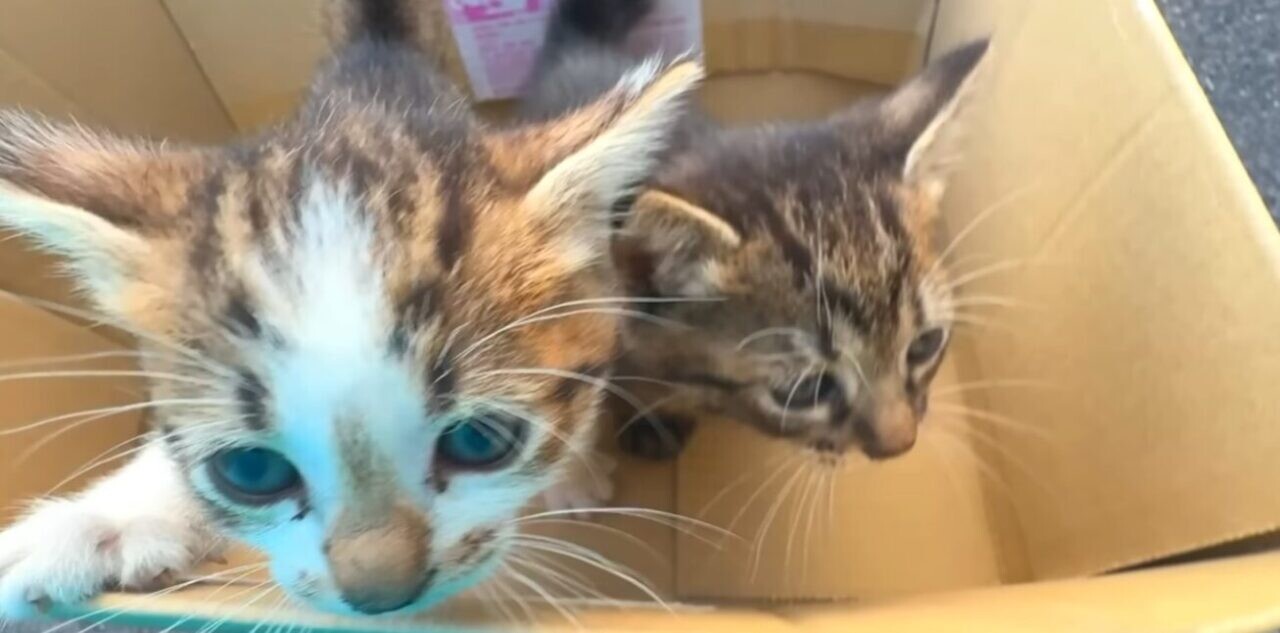 ラブラドール・レトリバー 子猫