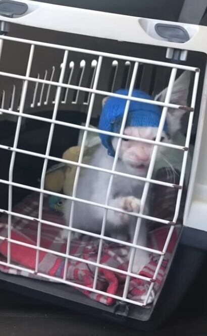 子猫 獣医師