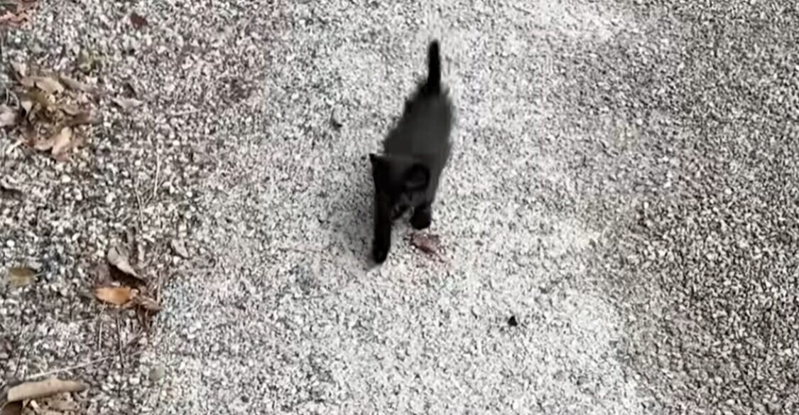 タラさん 黒猫