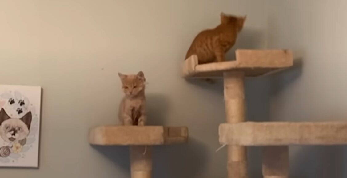 盲目 子猫