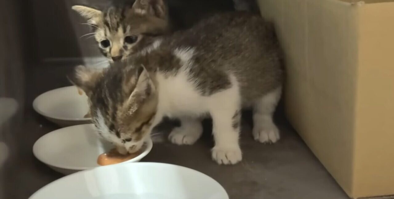 ラブラドール・レトリバー 子猫