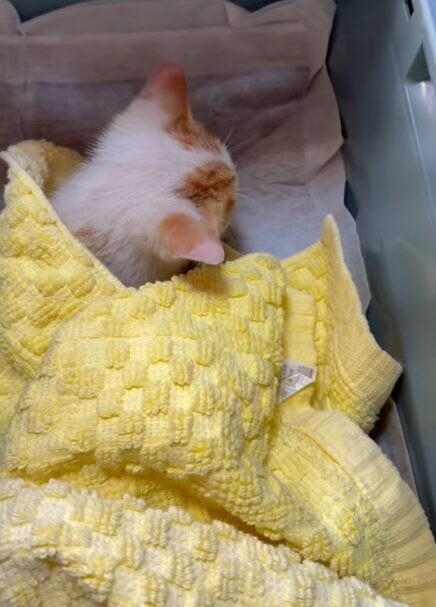 柴犬 子猫