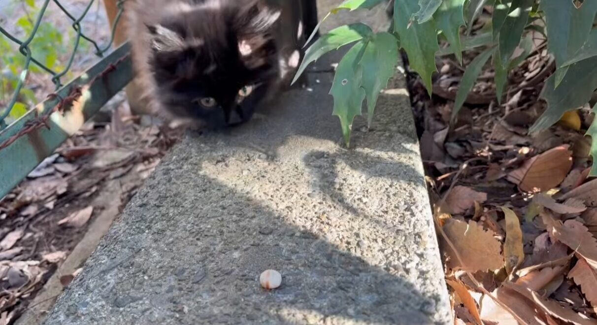 公園 保護猫