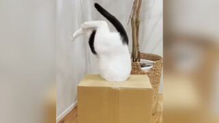 段ボール　猫