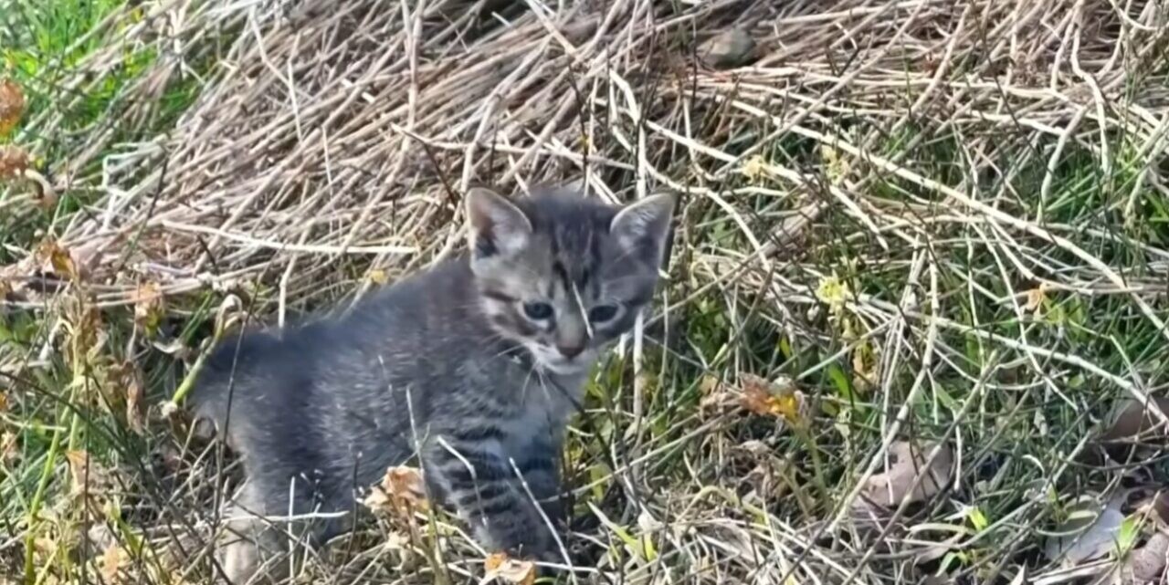 ラブラドール・レトリバー 子猫