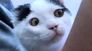 子猫　獣医師