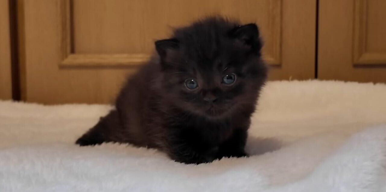 子猫 黒猫