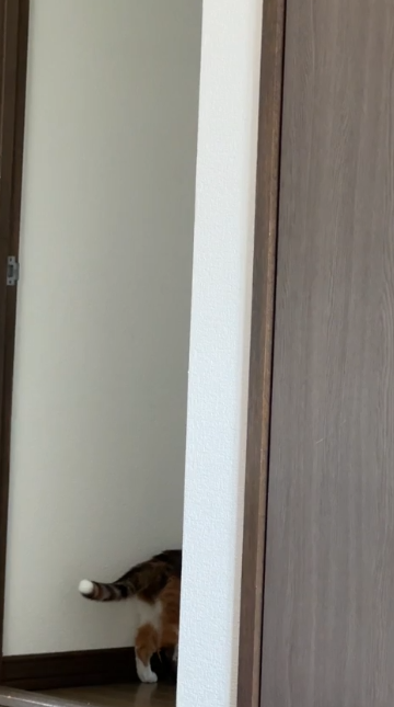 猫 ドア開け